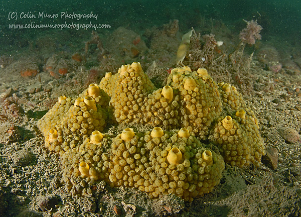 Cliona celata is one of the most distinctive sponges found in UK waters. Colin Munro Photography. www.colinmunrophotography.com