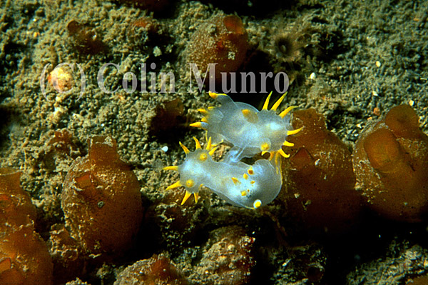 The seaslug, or nudibranch,  Polycera faeroensis mating.  Like all nudibranchs, Polycera faeroensis is a simultaneous hermaphrodite.