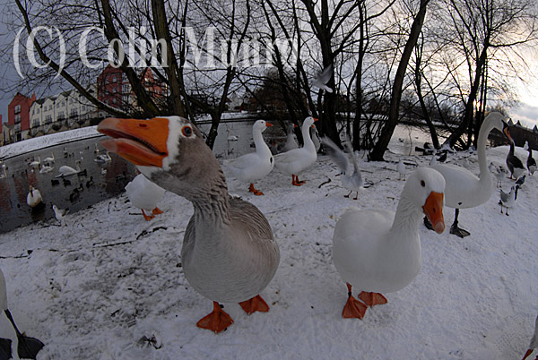Hungry geese paddle across the snow-covered footpath on Exeter's Quayside
