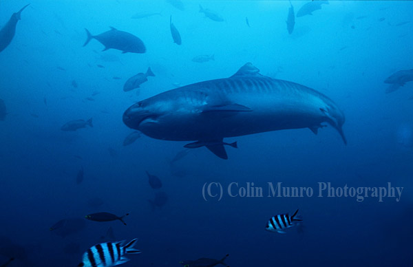 Large female Tiger Shark, Scarface, swimming at around 30 metres depth, Beqa Lagoon, Fiji. Image MBI000476.