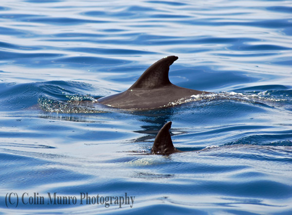 Mother and calf common dolphins (Delphinus delphis) swimming in close harmony. Colin Munro Photography. Image No. MBI000335.