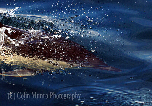 Common dolphin (Delphinus delphis) swimming at high speed. Colin Munro Photography, Image No. MBI000337.