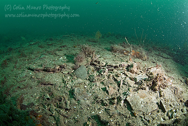 Reef badly damaged by scallop dredgers. Lyme Bay. Colin Munro Photography.