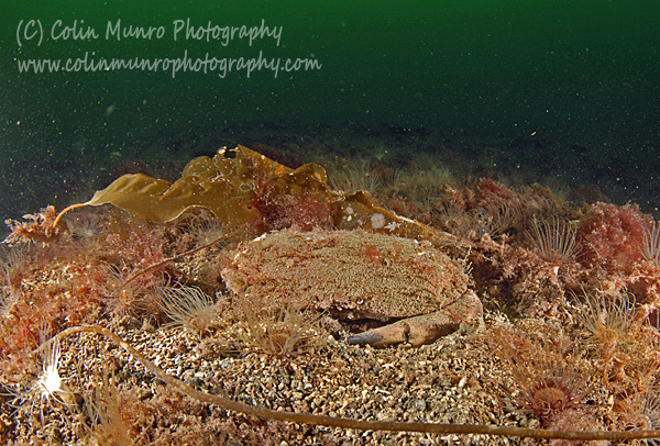 An edible crab, Cancer pagurus, attempting to hide in maerl gravel. Colin Munro Photography