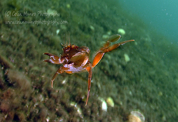 Swimming crab, Liocarcinus depurator, swimming in mid-water.  This crab is also known as the harbour crab, blue-legged swimming crab and sandy swimming crab. Colin Munro Photography.