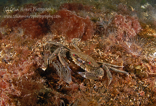 A velvet swimming crab, Necora puber (previously known as Liocarcinus puber) adopts a defensive posture as it moves across a maerl gravel seabed. Colin Munro Photography.
