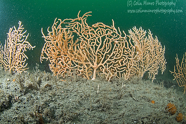 Large, mature pink seafans, Eunicella verrucosa, growing on the East Tennants Reef, Lyme Bay, SW England. Colin Munro Photography. www.colinmunrophotography.com
