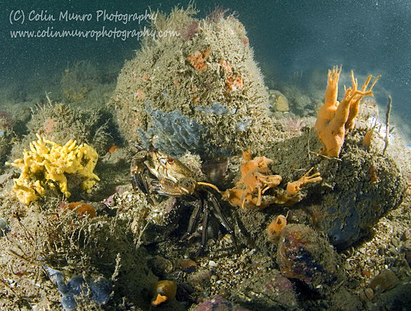  Lane's Ground Reef, a circalittoral boulder reef rich in sponges and and ascidians, within Lyme Bay Closed Area, Lyme Bay, southwest England. Colin Munro Photography. www.colinmunrophotography.com