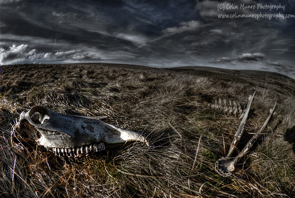 Skull and jawbone on a windswept moorland. Dartmoor, Devon. Colin Munro Photography