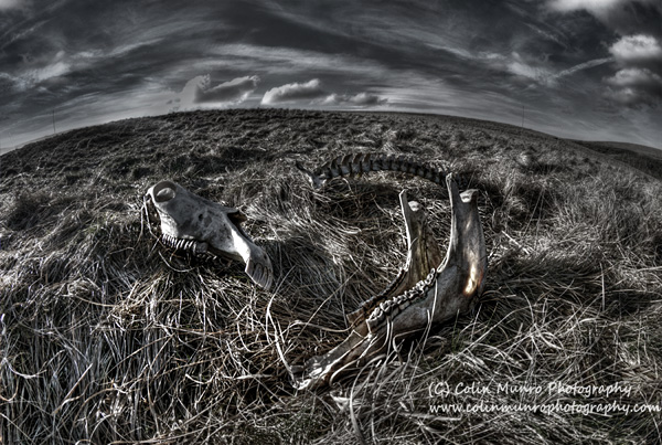 Wind dried bones picked clean by ravens and foxes.  Dartmoor National Park. Colin Munro Photography. www.colinmunrophotography.com