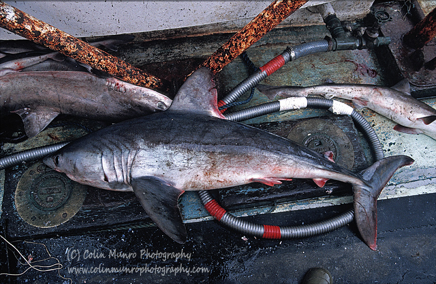 Porbeagle shark, Lamna nasus, caught as bycatch, on the deck of a fishing vessel, Irish Sea, UK. Colin Munro Photography