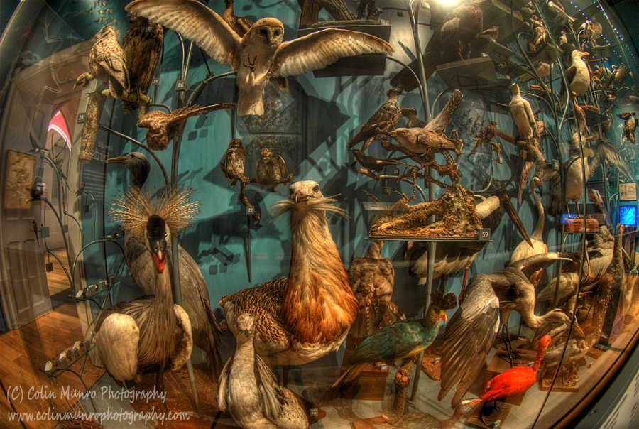 Birds of a feather exhibition, Royal Albert Memorial Museum (RAMM) Exeter. Colin Munro Photography. www.colinmunrophotography.com