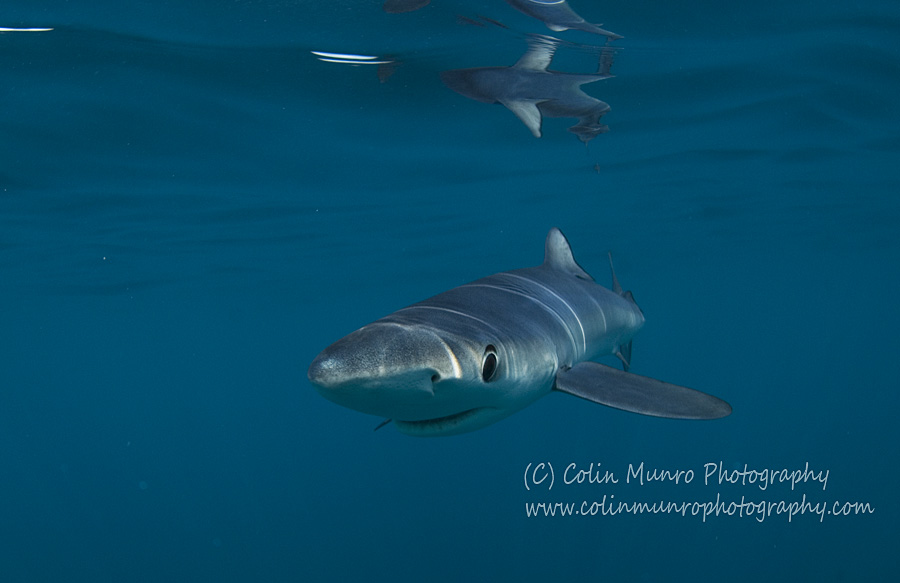 Blue shark, Prionace glauca. A female blue shark swimming close to the surface off Southwest Cornwall, UK.