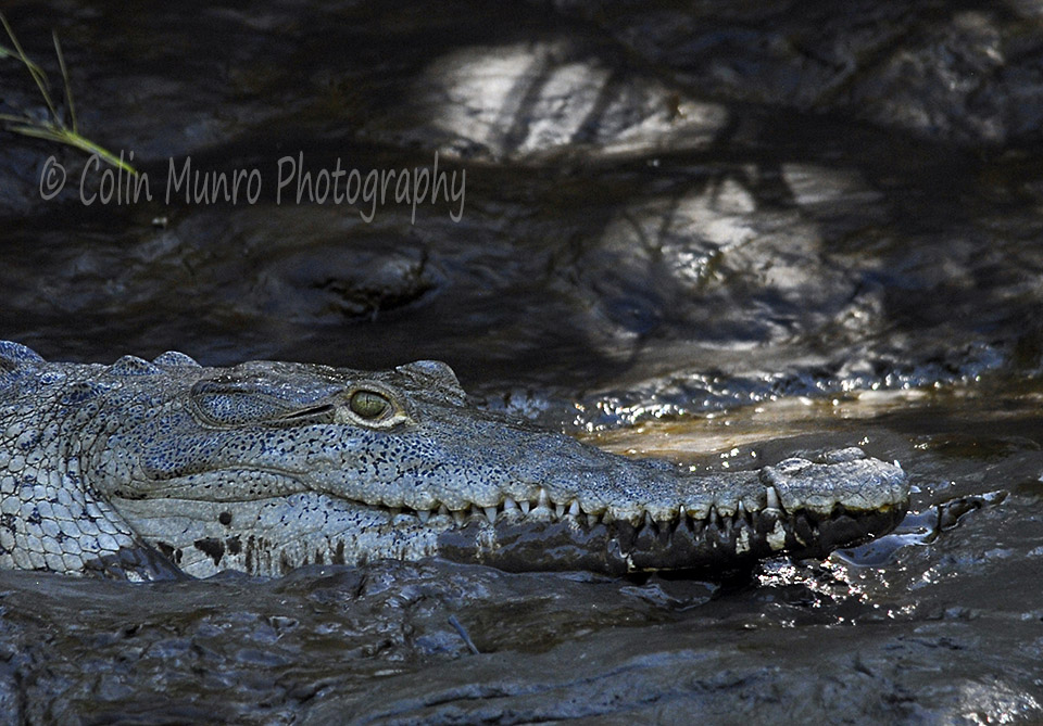American crocodile (Crocodylus acutus) lying on a muddy river bank, Tempisque River, Costa Rica. www.colinmunroimages.com