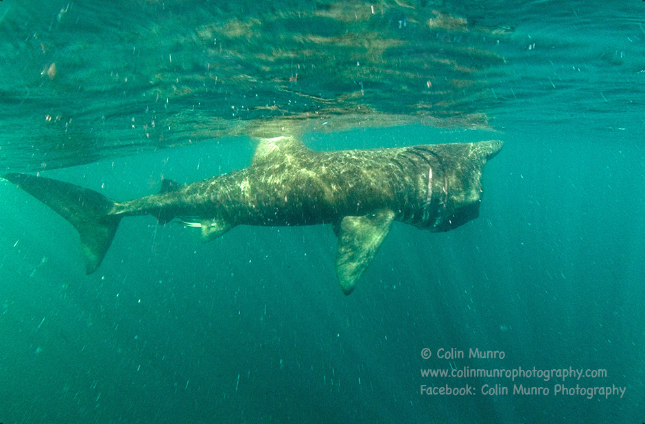 A basking shark swimming through plankton rich waters off Southwest England
