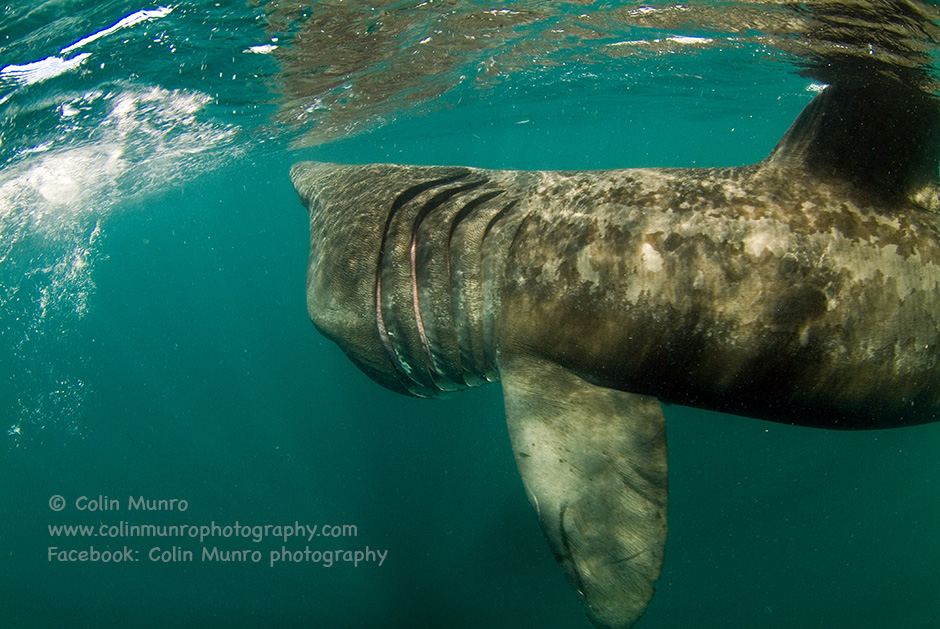 Basking shark feeding, showing large gill slits the almost encircle its head