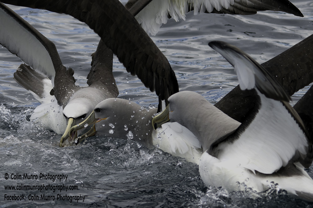 Albatross squabble over food. Kaikoura, New Zealand. Copyright Colin Munro Photography