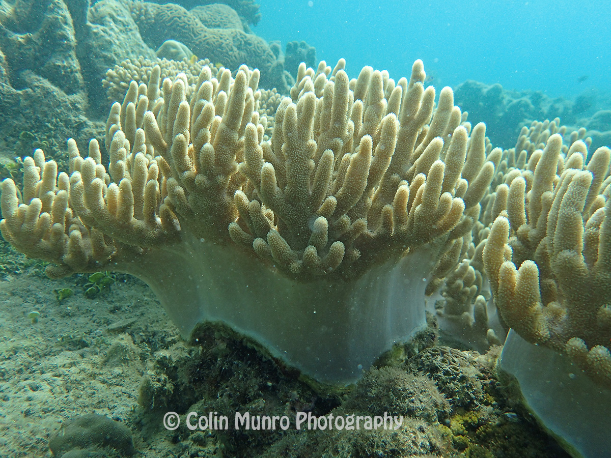 Soft corals, Johann Albrecht harbour, Garove Island, Vitu Islands, Bismark Sea, Papua New Guinea. Copyright Colin Munro