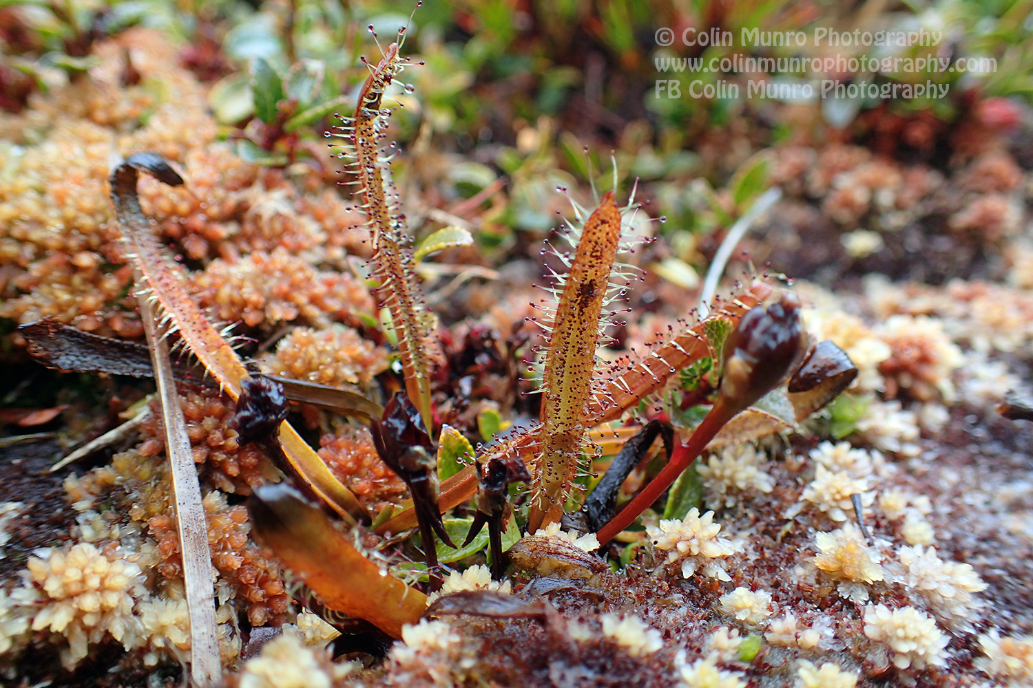 The carnivorous plant Alpine sundew Drosera arcturi) is common in boggy areas.  It is found throughout the alpine and sub-alpine zones. Rees Dart Track,. Copyright Colin Munro Photography