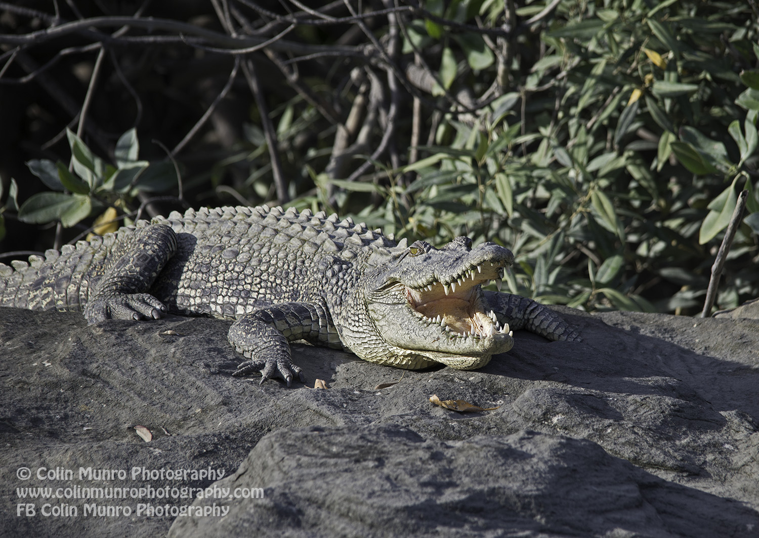 Saltwater crocodile basking on rocks, Hunter River, Kimberley