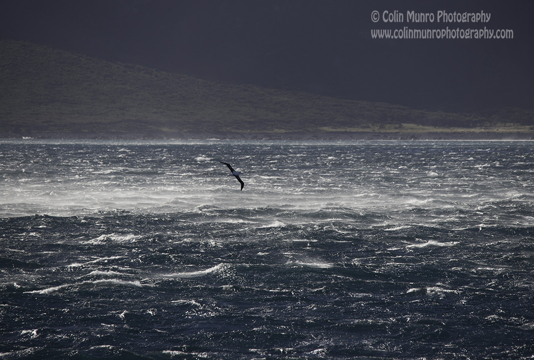 A royal albatross (Diomedea sp.) glides effortlessly as fierce winds spume off the wave tops. Cook Strait, New Zealand.