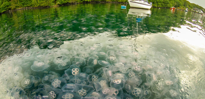 Deanse swarm of moon jellies, Tobermory Bay, by Colin Munro Photography www.colinmunrophotography.com