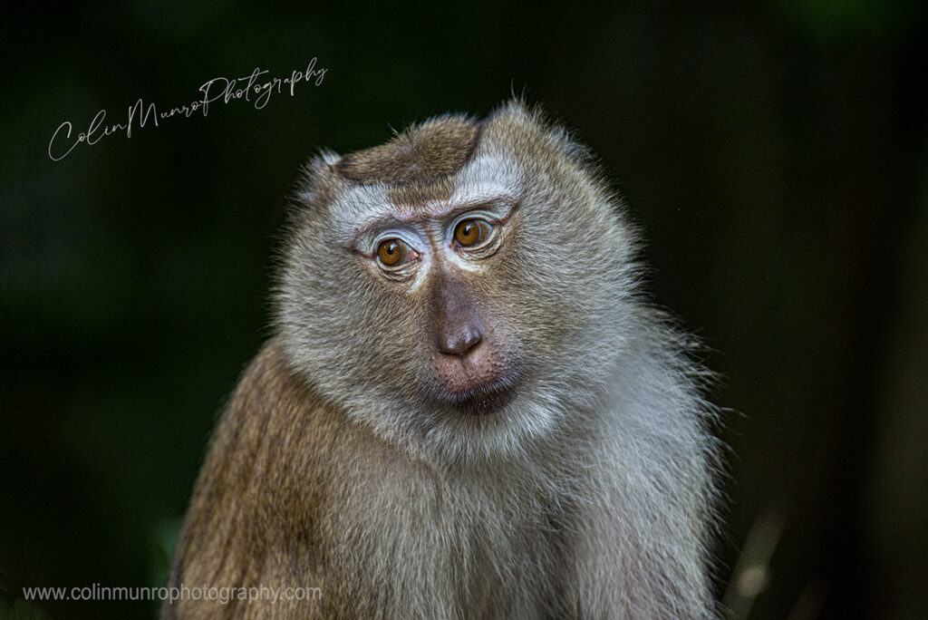 A northern pig-tailed macaque (Macaca leonina) looks straight ahead as it emerges from the shadows of the forest. 