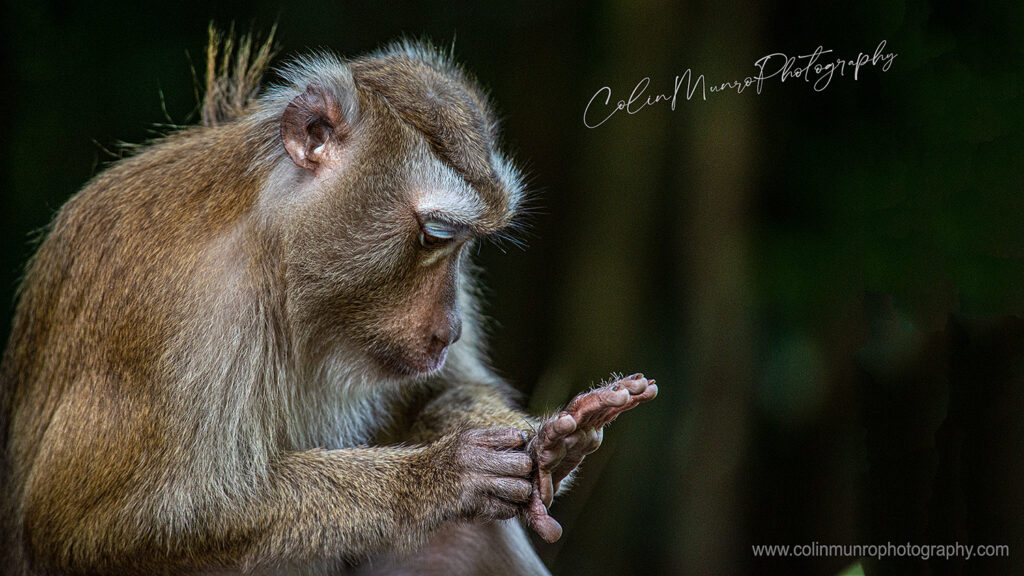 A northern pig-tailed macaque, Macaca leonina, thoughtfully inspects the back of its hand while grooming its fur.