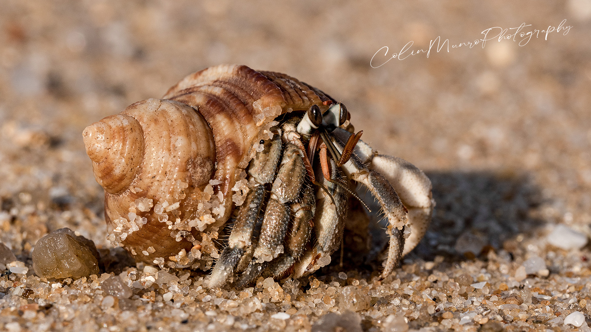 A land hermit crab, Coenobita rugosus, walking just above the waves at high tide, on a beach in Phuket, Thailand.
