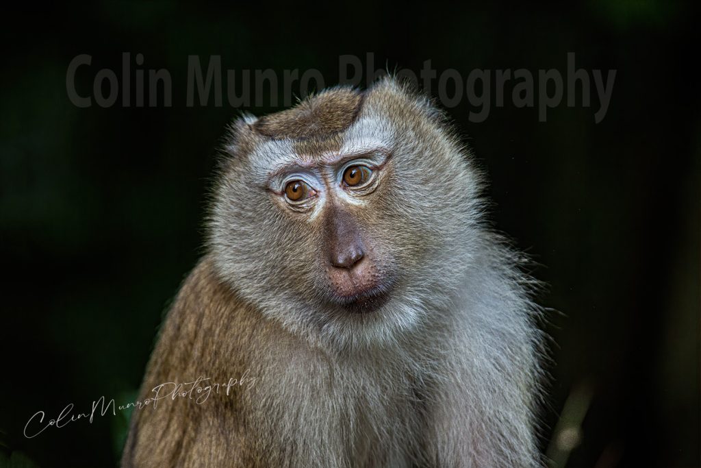 A northern pig-tailed macaque, Macaca leonina, caught in shafts of sunlight as it sits in the shade of trees. © Colin Munro Photography. Fine art print for sale. https://colinmunrophotography.com
